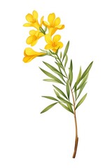 Naklejka premium Yellow lydian broom flower illustration design art.