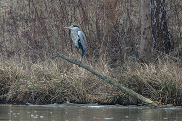 Grey heron, Danube