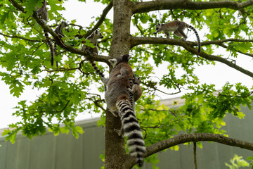 Fototapeta premium lemur on tree with babies