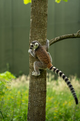 ring tailed lemur on a tree © jorrit