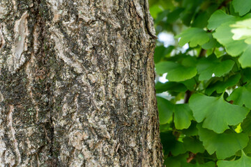 イチョウの木
ginkgo tree