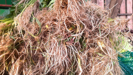 Water Spinach Roots at Traditional Market