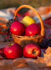 autumn apples