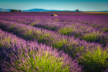 Magnificent purple lavender plantation and countryside landscape, Valensole, France