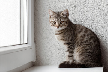 a cat sitting on a window sill looking out