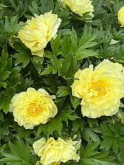 yellow peony flowers