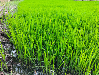 Photo of superior rice seeds flourish in standing water. Sowing rice seeds in special land to produce superior rice seedlings that are ready to be planted. Close-up.