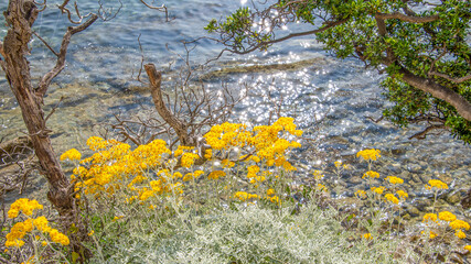 Fleurs jaunes en bord de mer