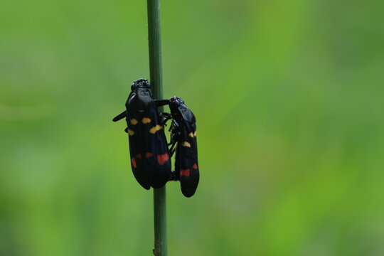 Callitettix versicolor (Black froghopper) This black beetle has very distinctive red and yellow markings on its wing carapace. 