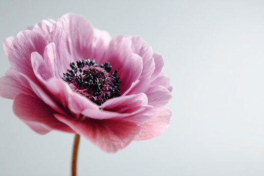 a pink flower is in a vase on a table