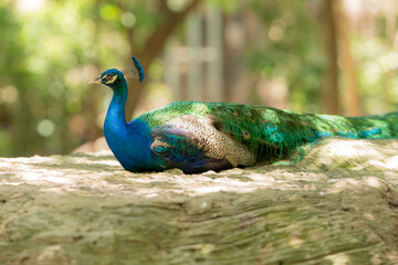 Portrait of beautiful peacock,A closeup shot of a peacock