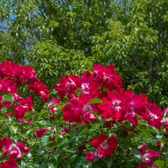 장미축제의 계절