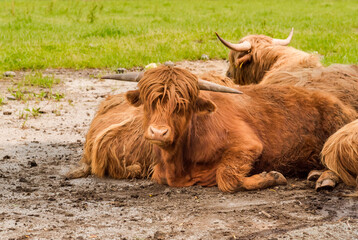 Scottish red Highland cow resting in the shade of a meadow.