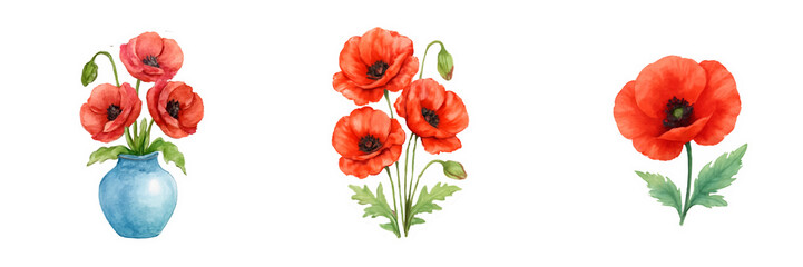 Set of three red poppy flower illustrations in watercolor style  