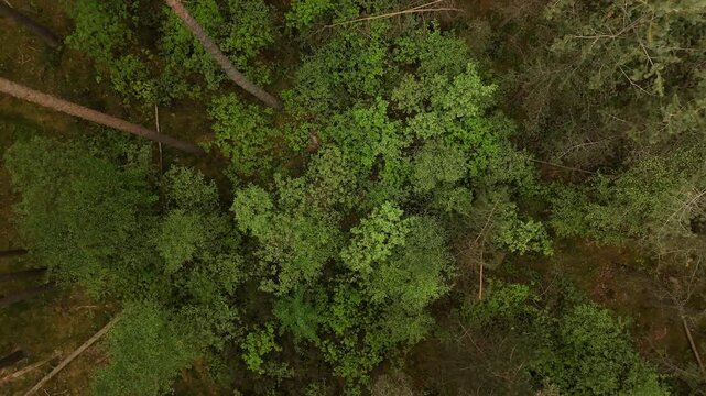 Green forest drone view aerial