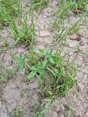 green grass in the garden