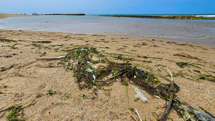 Plastic pollution and green algae on the wet sand of the ocean or sea beach. Irresponsible attitude to the environment. Pollution of the oceans and seas.