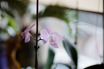 Purple orchid at the window, blurred green background, soft focus