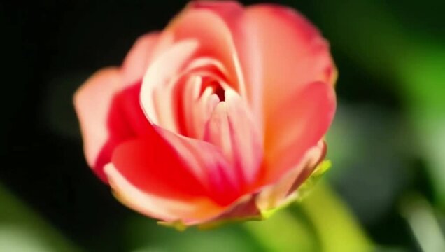 From bud to full bloom. Close-Up of a Vibrant Rose Bud in Soft Focus Against a Green Background