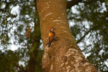 A vibrant Greater Flame back woodpecker clings to a tree trunk.