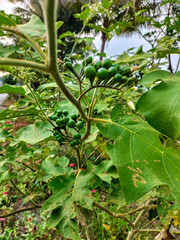 View of a pea eggplant plant with small, unripe green berries with green natural background. Vegetable plant solanum torvum with leaves, flowers, and fruits. 