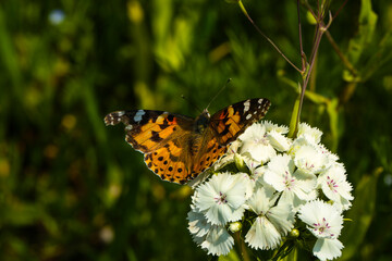 Obraz premium painted lady butterfly /vaessa cardui) on white flower in summer garden