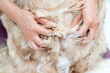 Golden retriever dog taking bath at home. woman in the bathroom washes, washing dog and applies pet...