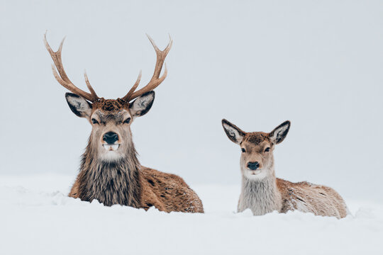 two deers are sitting in the snow