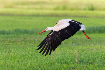 Weißstorch beim Flug über eine Wiese
