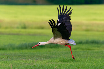 Weißstorch beim Flug über eine Wiese