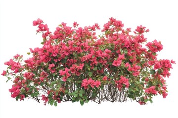 Fototapeta premium Real Bougainvillea bush bougainvillea plant decoration.