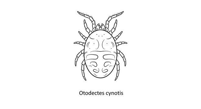 Detailed Black and White Illustration of the Ear Mite Otodectes