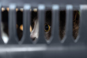 Tabby Cat in a Carrier Box. Pet Travel, Animal Shelter, and Veterinary Care. Carrying for animals....
