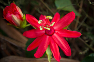 illustrations vegetales