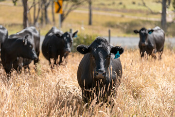 wagyu angus cows Mixed Herd of Healthy Beef Cattle Grazing on Lush Green Pasture. Regenerative...