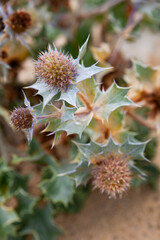 illustrations vegetales