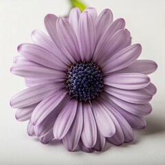 Obraz premium one violet flower with white background