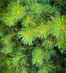 Vibrant Green Pine Branches in Natural Lighting good for multimedia background showcasing their detailed needles