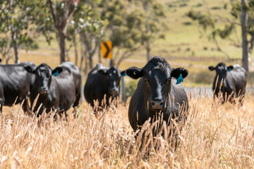 wagyu angus cows Mixed Herd of Healthy Beef Cattle Grazing on Lush Green Pasture. Regenerative...