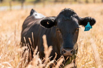 wagyu angus cows Mixed Herd of Healthy Beef Cattle Grazing on Lush Green Pasture. Regenerative...