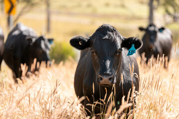 wagyu angus cows Mixed Herd of Healthy Beef Cattle Grazing on Lush Green Pasture. Regenerative...