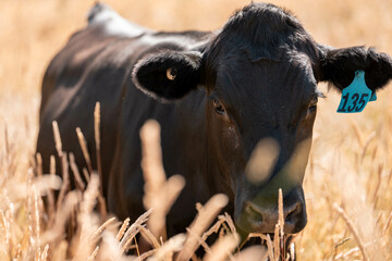 wagyu angus cows Mixed Herd of Healthy Beef Cattle Grazing on Lush Green Pasture. Regenerative...
