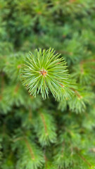 Vibrant Green Pine Branches in Natural Lighting good for multimedia background showcasing their detailed needles