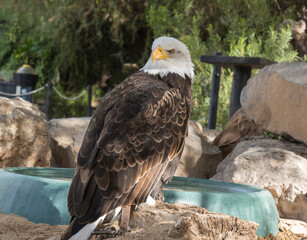 The portrait of Stellers bald eagle in captivity. Haliaeetus leucocephalus brown bird of prey found in North America has white head and tail and large hooked yellow beak