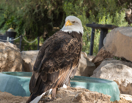 The portrait of Stellers bald eagle in captivity. Haliaeetus leucocephalus brown bird of prey found in North America has white head and tail and large hooked yellow beak