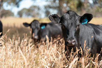 wagyu angus cows Mixed Herd of Healthy Beef Cattle Grazing on Lush Green Pasture. Regenerative...