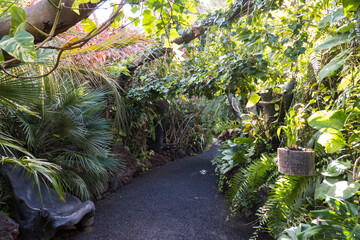 Path through a lush tropical botanical garden on Tenerife Canary Islands with various orchids, ferns and palm trees.