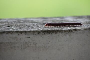A brown millipede crawls along a textured concrete surface against a light green background.