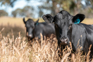 wagyu angus cows Mixed Herd of Healthy Beef Cattle Grazing on Lush Green Pasture. Regenerative...