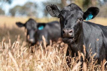 wagyu angus cows Mixed Herd of Healthy Beef Cattle Grazing on Lush Green Pasture. Regenerative...